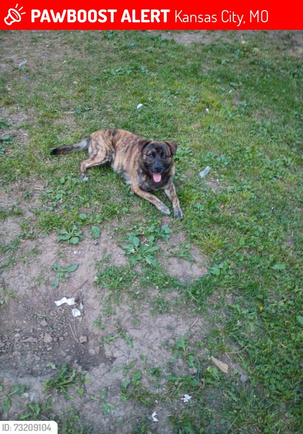 Lost Male Dog last seen 57th and prospect, Kansas City, MO 64130