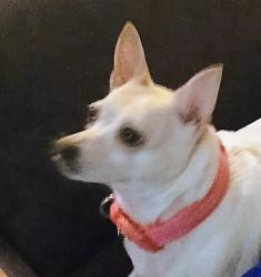 Reunited Female Dog last seen Hilltop store kelso, Kelso, WA 98626