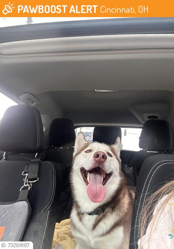 Found/Stray Male Dog last seen Evanston Recreational Park, Cincinnati, OH 45207