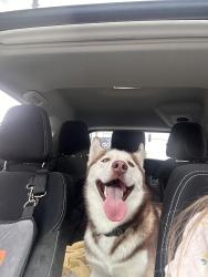 Found/Stray Male Dog last seen Evanston Recreational Park, Cincinnati, OH 45207