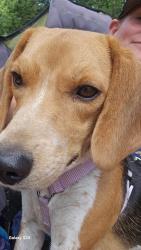 Reunited Female Dog last seen Highland Park, Idaho Falls, ID 83402