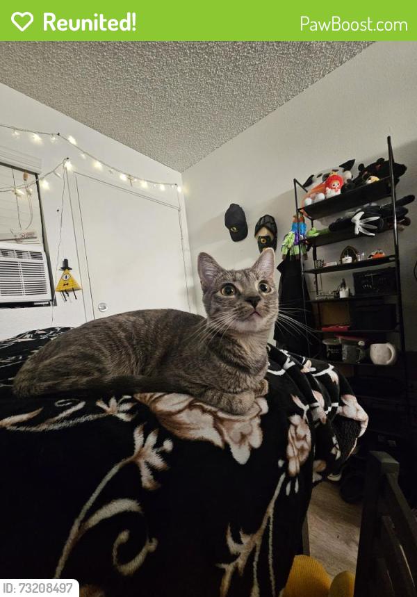Reunited Female Cat last seen Mill St. and E 12th Avenue, Near High Priestness near Bushnell Campus, Eugene, OR 97401