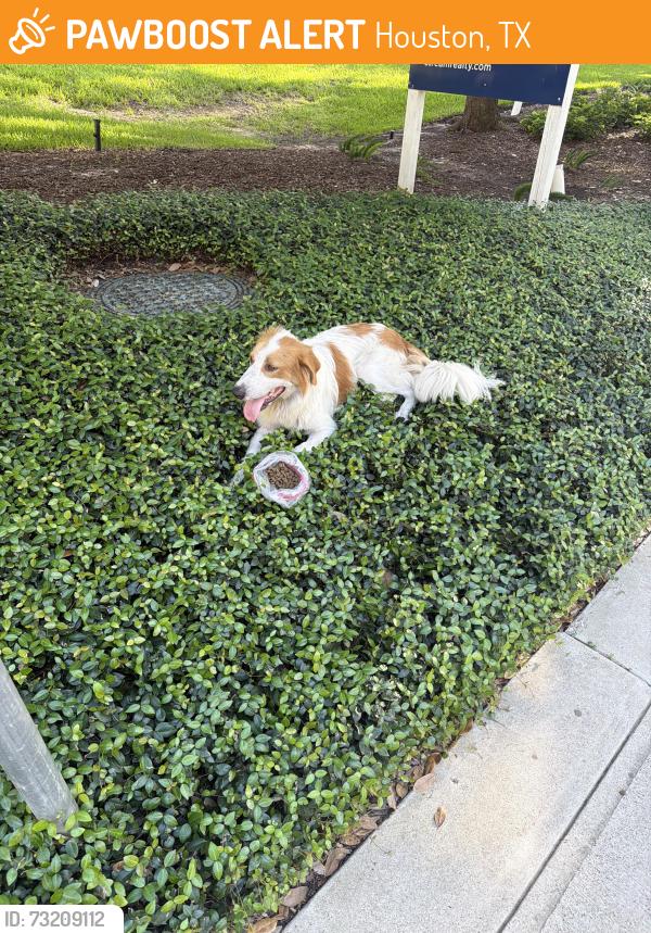 Found/Stray Male Dog last seen Near hidalgo st, Houston, TX 77056