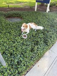 Found/Stray Male Dog last seen Near hidalgo st, Houston, TX 77056