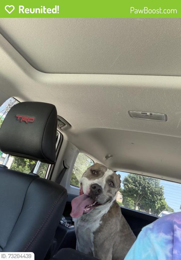 Reunited Female Dog last seen Tippecanoe park, Milwaukee, WI 53207