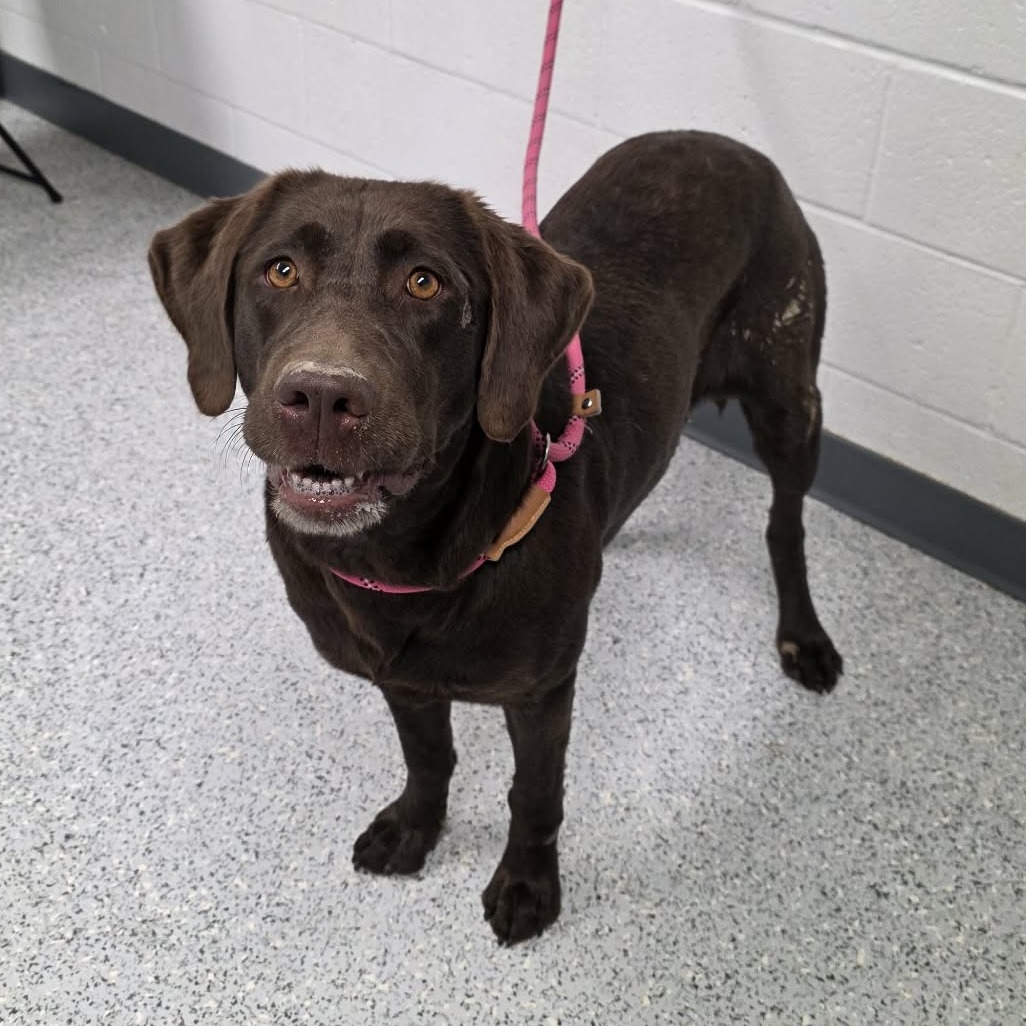 Shelter Stray Female Dog last seen , 5801 Graye Ln, Caldwell, ID 83607, USA