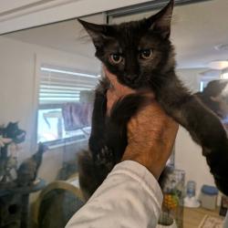Shelter Stray Male Cat last seen , 8020 Washington St, Port Richey, FL 34668, USA