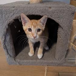 Shelter Stray Male Cat last seen , 8020 Washington St, Port Richey, FL 34668, USA