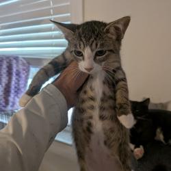 Shelter Stray Male Cat last seen , 8020 Washington St, Port Richey, FL 34668, USA