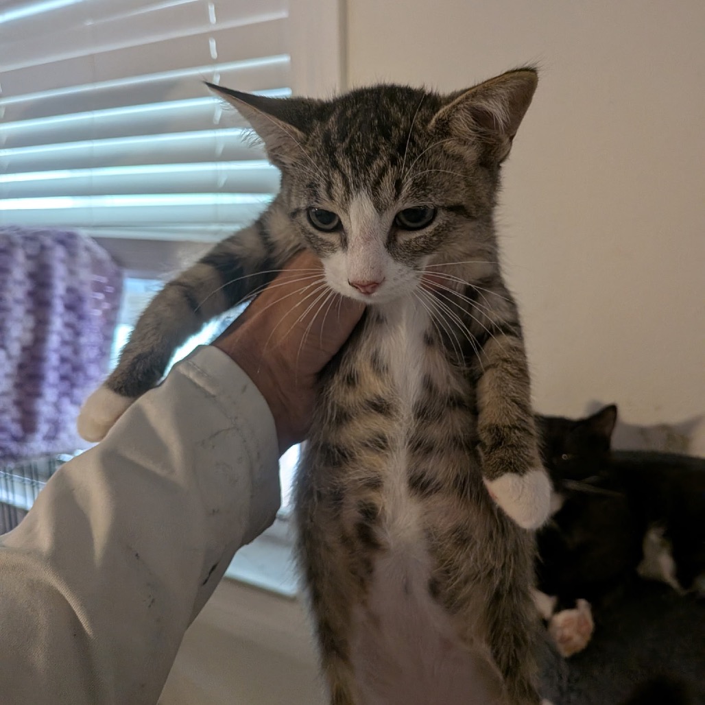Shelter Stray Male Cat last seen , 8020 Washington St, Port Richey, FL 34668, USA