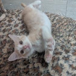 Shelter Stray Male Cat last seen , 8020 Washington St, Port Richey, FL 34668, USA