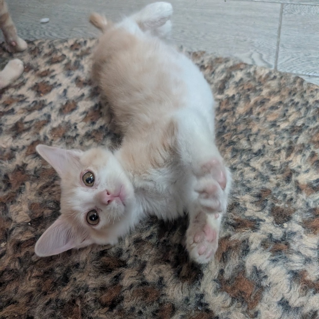 Shelter Stray Male Cat last seen , 8020 Washington St, Port Richey, FL 34668, USA