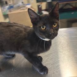 Shelter Stray Male Cat last seen , 361 S Raymond Ave, Pasadena, CA 91105, USA