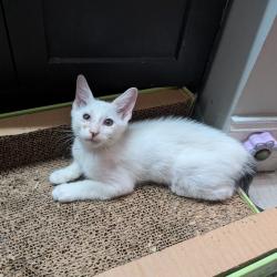 Shelter Stray Male Cat last seen , 8020 Washington St, Port Richey, FL 34668, USA