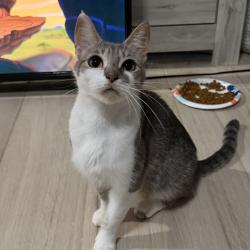 Shelter Stray Female Cat last seen , 8020 Washington St, Port Richey, FL 34668, USA