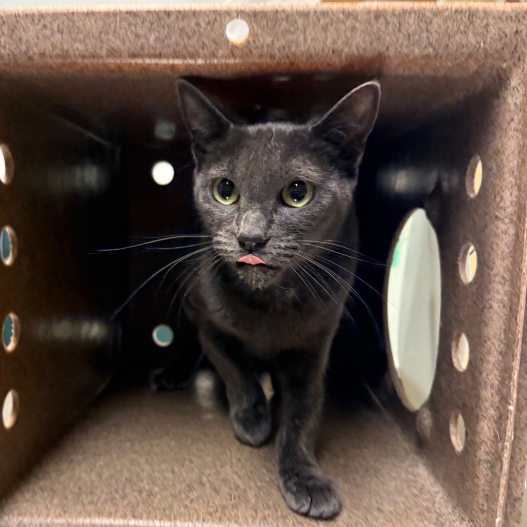 Shelter Stray Female Cat last seen , 361 S Raymond Ave, Pasadena, CA 91105, USA