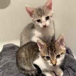 Shelter Stray Female Cat last seen , 8020 Washington St, Port Richey, FL 34668, USA