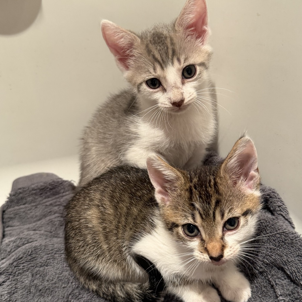 Shelter Stray Female Cat last seen , 8020 Washington St, Port Richey, FL 34668, USA