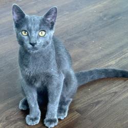 Shelter Stray Male Cat last seen , 8020 Washington St, Port Richey, FL 34668, USA