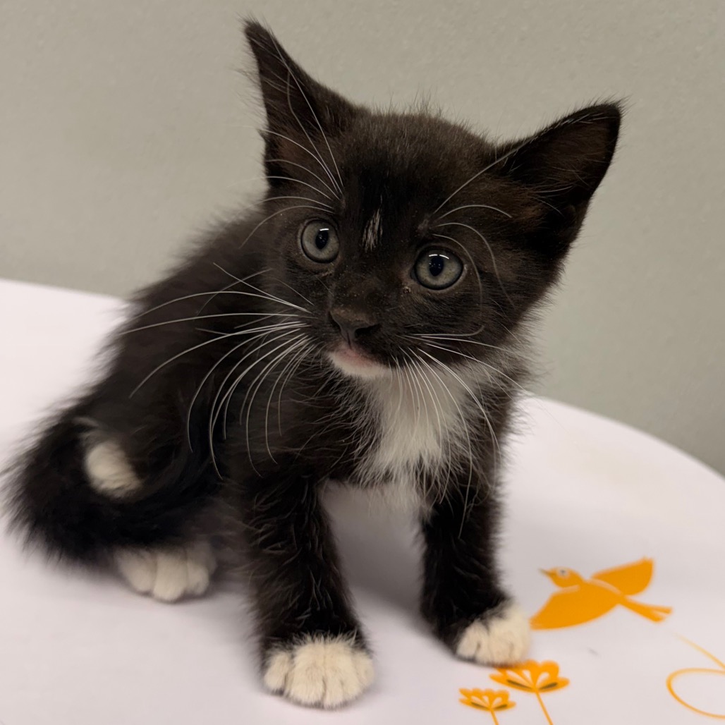 Shelter Stray Female Cat last seen , 3607 N Armenia Ave, Tampa, FL 33607, USA