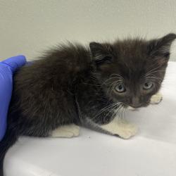 Shelter Stray Male Cat last seen , 3607 N Armenia Ave, Tampa, FL 33607, USA