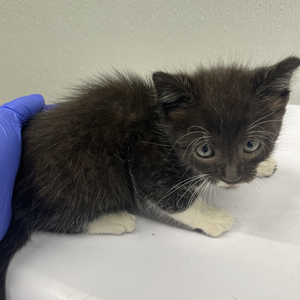 Shelter Stray Male Cat last seen , 3607 N Armenia Ave, Tampa, FL 33607, USA