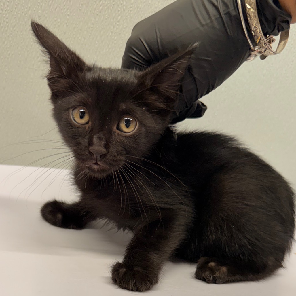 Shelter Stray Male Cat last seen , 3607 N Armenia Ave, Tampa, FL 33607, USA