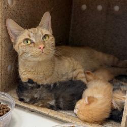 Shelter Stray Female Cat last seen , Animal Care & Control Team of Philly, 111 W Hunting Park Ave, Philadelphia, PA 19140, USA