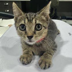 Shelter Stray Male Cat last seen , 3607 N Armenia Ave, Tampa, FL 33607, USA