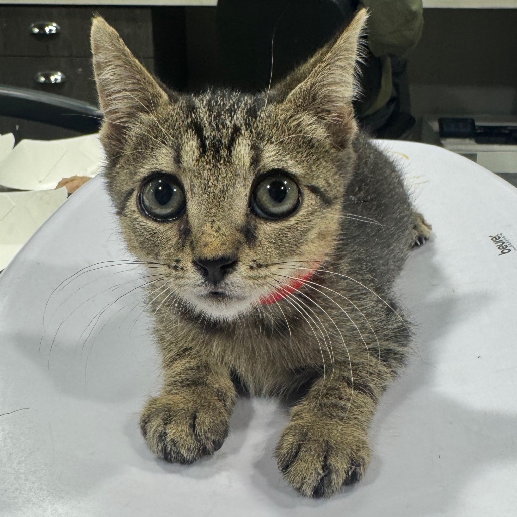 Shelter Stray Male Cat last seen , 3607 N Armenia Ave, Tampa, FL 33607, USA