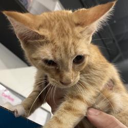 Shelter Stray Female Cat last seen , 3607 N Armenia Ave, Tampa, FL 33607, USA