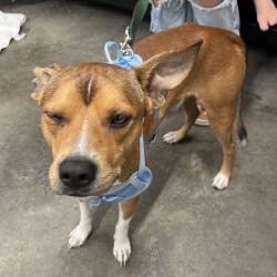 Shelter Stray Male Dog last seen , 3607 N Armenia Ave, Tampa, FL 33607, USA