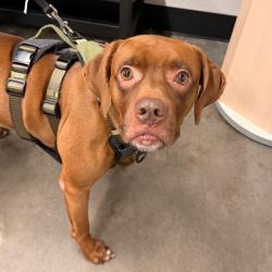 Shelter Stray Male Dog last seen , 3607 N Armenia Ave, Tampa, FL 33607, USA