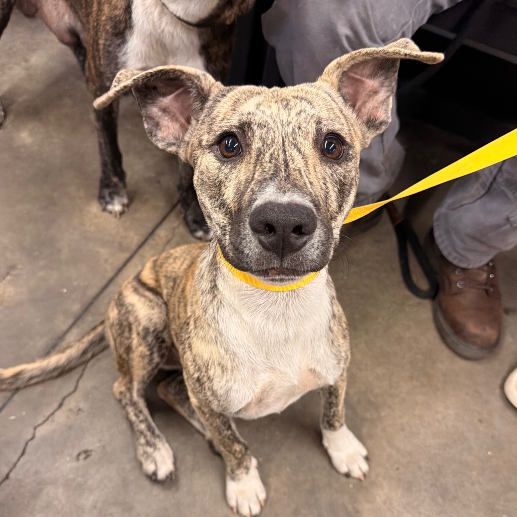 Shelter Stray Female Dog last seen , 3607 N Armenia Ave, Tampa, FL 33607, USA