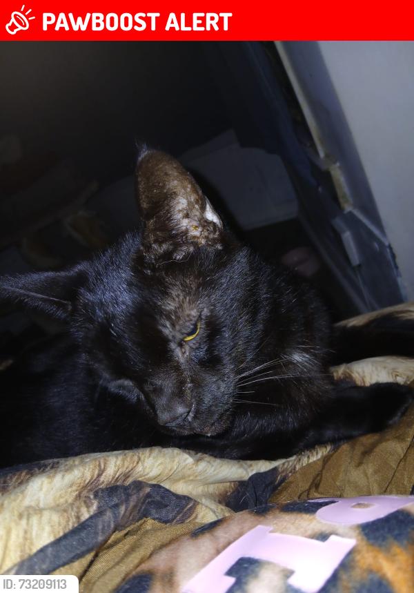 Lost Male Cat last seen Richmond road, Greater London, England 