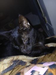 Lost Male Cat last seen Richmond road, Greater London, England 