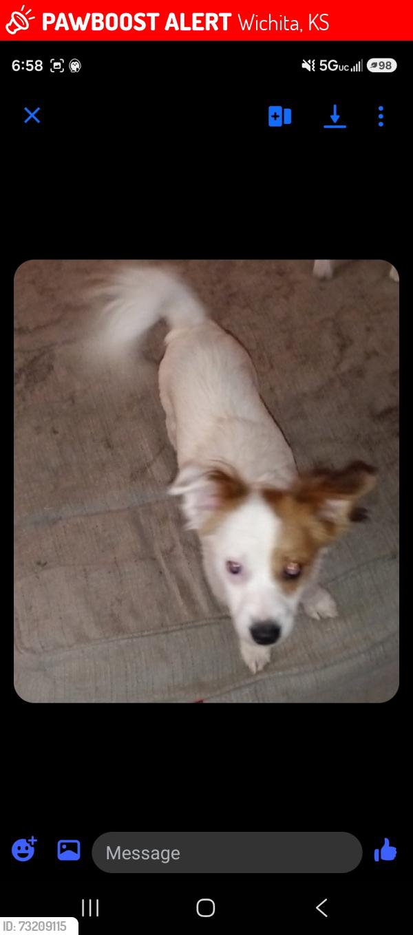 Lost Male Dog last seen Stearman and Dunham, Wichita, KS 67210