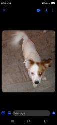 Lost Male Dog last seen Stearman and Dunham, Wichita, KS 67210