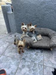 Lost Female Dog last seen San Miguel and Missouri, South Gate, CA 90280