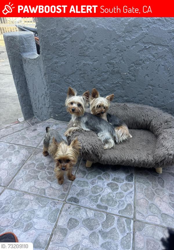 Lost Female Dog last seen San Miguel and Missouri, South Gate, CA 90280