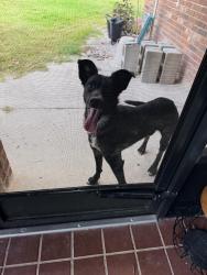 Found/Stray Male Dog last seen Hephzibah, Hephzibah, GA 30815
