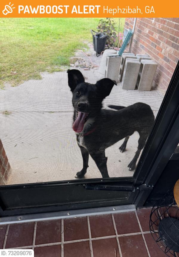 Found/Stray Male Dog last seen Hephzibah, Hephzibah, GA 30815