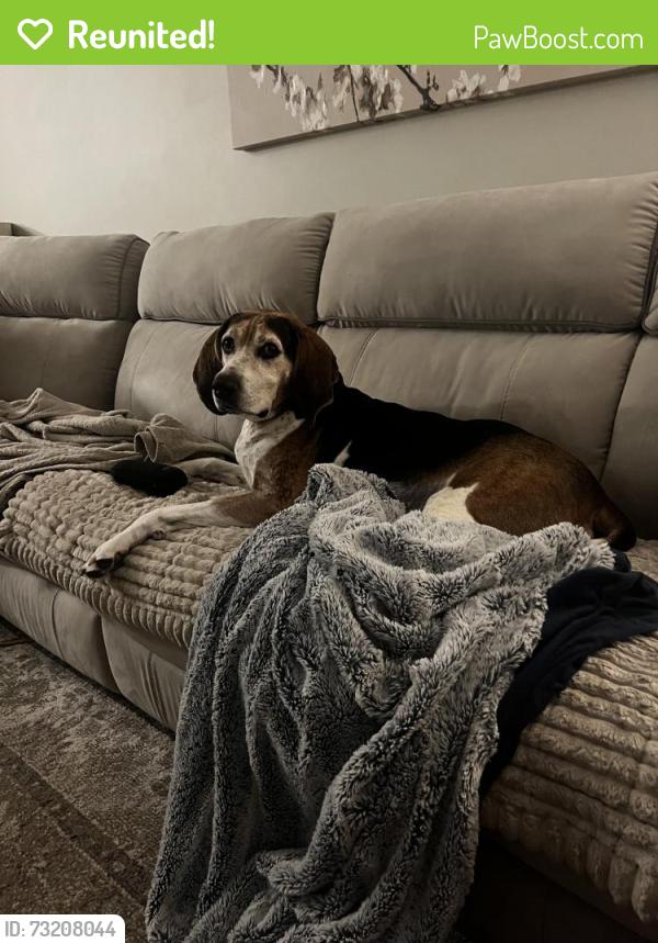 Reunited Male Dog last seen London bridge, Virginia Beach, VA 23454
