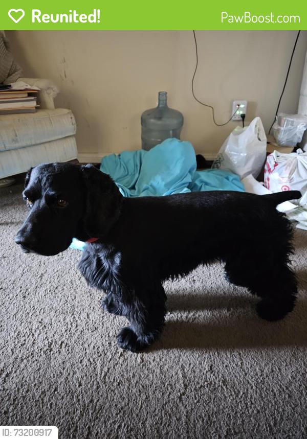 Reunited Male Dog last seen Wible and Taft hwy, Bakersfield, CA 93313