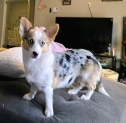 Lost Female Dog last seen 82nd and Johnson Creek, Portland, OR 97222
