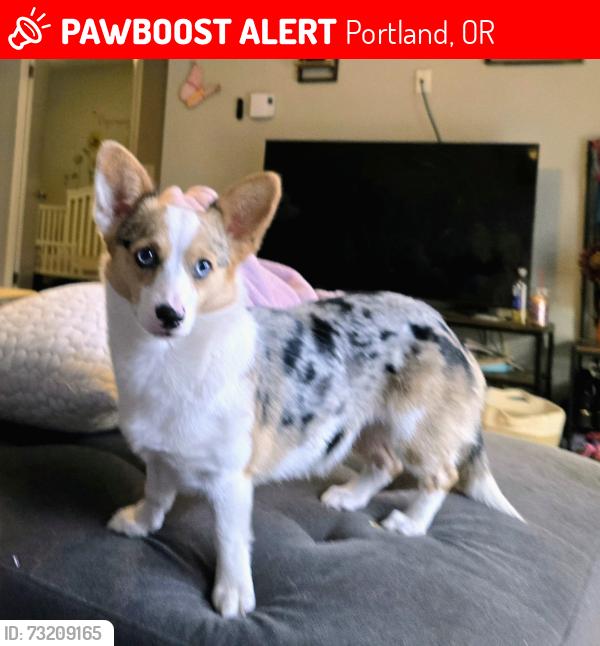 Lost Female Dog last seen 82nd and Johnson Creek, Portland, OR 97222