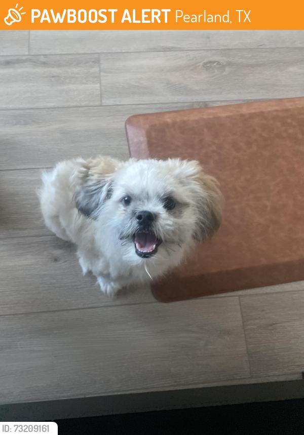 Found/Stray Male Dog last seen Newloch ln, Pearland, TX 77581