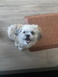 Found/Stray Male Dog last seen Newloch ln, Pearland, TX 77581