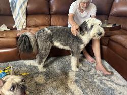 Reunited Female Dog last seen Sapphire and Hillside, Rancho Cucamonga, CA 91701