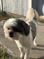 Lost Female Dog last seen N loop dr , roberts ranch rd, Clint, TX 79836
